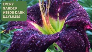 3 Reasons Why Your Garden Needs Dark Daylilies