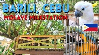 Visiting Molave Milk Station, Barili, Cebu, Philippines | Ice Cream and Aviary in Barili