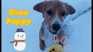 Five-month-old puppy beagle Playing in Snow | Funny Pet Video 可爱的比格犬超级喜欢玩雪 | 搞笑狗狗