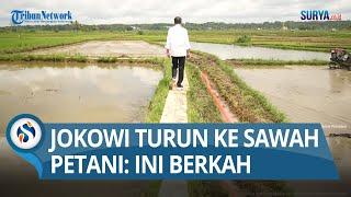 Presiden Jokowi Turun ke Sawah, Minta Pemkab Bone Bersurat untuk Rehabilitasi Pasar Palakka