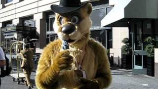 Further Confusion 2011 - Macchi