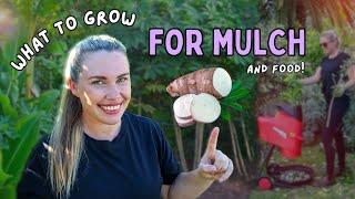 5 Edible Plants to GROW for MULCH!  perfect for improving sandy soils