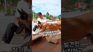 위험에 빠진 사람들을 구하는 천재견