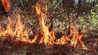 The Ecology of Controlled Burns