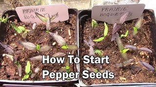 How To Plant Pepper Seeds To Sprout Them In About 7 Days.