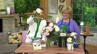 Girl Next Door 1-Piece Scentables Rose Live Plants on QVC