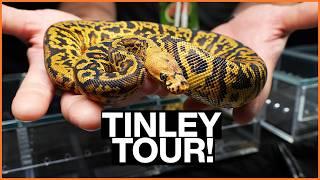 The COOLEST Reptiles in North America?! — Tinley Park NARBC