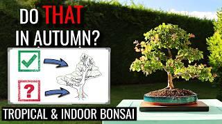 Pro Tips for Tropical and Indoor Bonsai