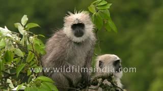 Langur sisters chat up each other, fool around in wildfilmsindia forest