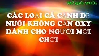 Những loại cá cảnh dễ nuôi không cần oxy cho người mới chơi 2018(P1)