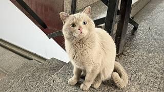 Die schöne streunende Katze kam höflich zur Tür, gewann Vertrauen und wurde Teil der Familie.