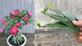 You will be surprised when you propagate Plumeria this way