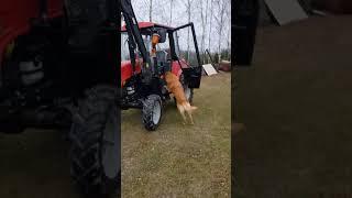 Собака-тракторист / забавное видео с собакой
