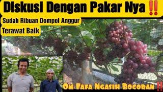 Belajar Kebun Anggur Sekala Pruduksi Sama Om Papa‼️ Di Kebun Jaya Sri Nursery