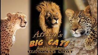 Africa’s Big Cats bow hunt - big cats challenge lions hunting documentary - US 2