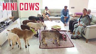 Amazingly Cute Miniature Cows in Villa | They are so Short & Friendly  | Nadipathy Goshala