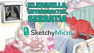 Klebsiella, Enterobacter, Serratia - SketchyMicro / Sketchy Medical (USMLE Step 1)