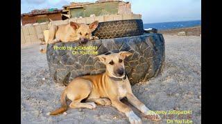 4 Legged Friends in Mogadishu   Somalia