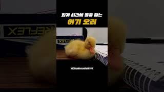 잠 깨려고 노력하는 오리 #shorts