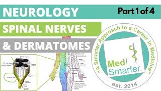 USMLE Step 1 | Spinal Nerves & Dermatomes | MedSmarter | Part 1 of 4