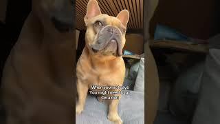 That. Was. Rude! #frenchie #dog #frenchbulldog