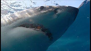 Great White Sharks, 3 close encounters. When the shark blocks out the sun, you know it's close