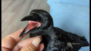 Baby Crow Up Close And Personal 