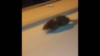 It's just a beaver Slavs: #shorts #memes