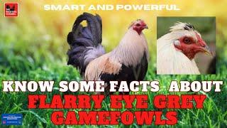 Smart and Powerful / KNOW SOME FACTS ABOUT FLARRY EYE GREY GAMEFOWLS.