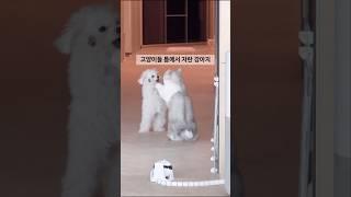 지가 고양이인줄 아는 강아지