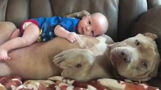  Videos momentos DIVERTIDOS y GRACIOSOS de PERROS PITBULL Compilación 2021