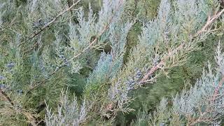 Burkii Red Cedar: A drought tolerant blue conifer