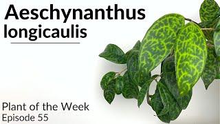 How To Care For Aeschynanthus longicaulis (Black Pagoda Lipstick Plant) | Plant Of The Week Ep. 55