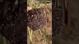 Peat Moss Again? | Hydrophobic Soil | creative explained