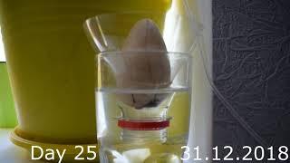 AVOCADO FROM SEEDS. HOW TO GROW AVOCADO FROM SEED