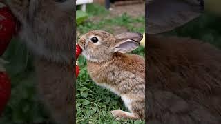 A Cute Rabbit Eating Strawberries  #rabbit #cuteanimal #shorts