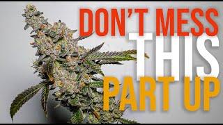 The Easiest Way to Ruin a Home Grow Run - Medical Grade Nugs From Home