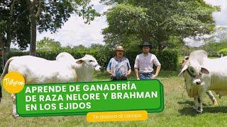 Aprende de ganadería de raza Nelore y Brahman en Los Ejidos - TvAgro por Juan Gonzalo Angel Restrepo