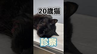 川で溺れていた20歳の猫が動物病院にやってきた！