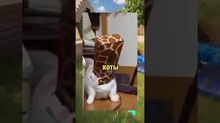 ВИРУСНЫЕ ВИДЕО / Коты жирафы