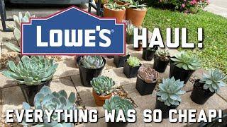 LOWE'S HAUL | How to Build a Succulent Garden | Succulents for Beginners | Succulent Tips | Lowes