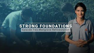 Strong Foundations - Episode 02: Mangrove Restoration