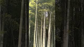 #bamboo#bamboogrove#bamboobatumi#exotica#batumipark#park#beautifulpark#ბამბუკი