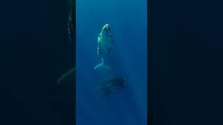 Humpback Whale Sounds Underwater #shorts