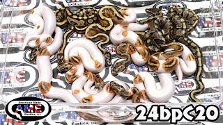 24bpC20 fm Yellowbelly Het Clown Het Pied x m Clown Pied pos leopard