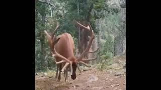 Огромный олень. Большерогий олень. Deer with huge antlers.Big horned deer