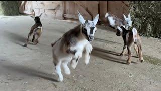 The slow motion baby goat video you didn’t know you need… But do!