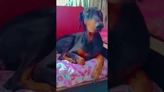 #lifeisbutadream doberman