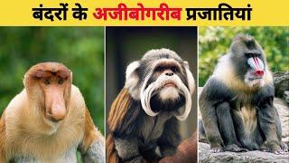 बंदरों के अजीबोगरीब प्रजातियां ! wired and unique monkey in the world