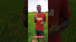 jaza pumbu #comedy #comedyfilms #funny #[